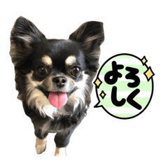 ブラタンチワワさん