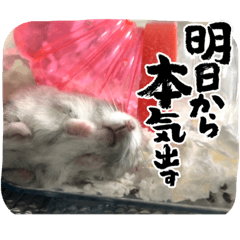 ジャンガリアンハムスターおもちのスタンプ