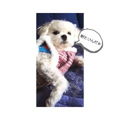 ビッキーのひとりごと