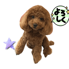 チョコとアールの毎日❣️