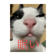 うちの猫達でーーーーーーーーーしゅ