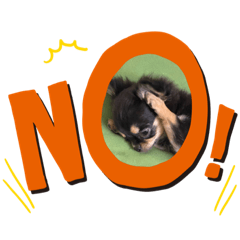 かわいいチワワんず