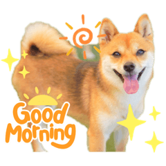 豆柴ララとトイプーチョコの日常スタンプ