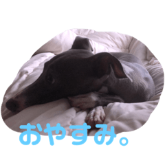 イタグレコンちゃん1