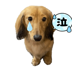 ミニチュアダックス虎太郎のスタンプ