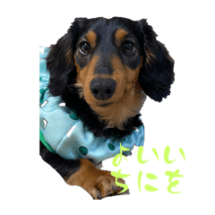 ちゃちゃまるの敬語スタンプ