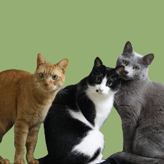 我が家の最強にゃんずたち