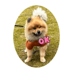 まるおジャパン