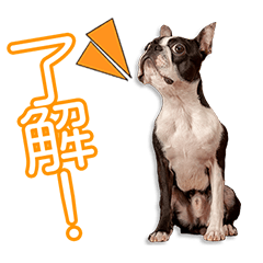 竹田家のノアールちゃん