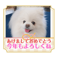 広島まるちゃん2