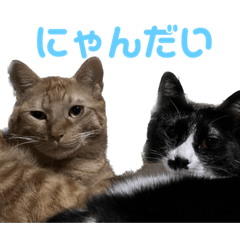 キャラメルと黒ごま(ねこ)2