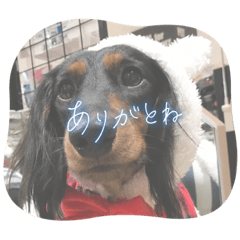 ミニチュアダックスフンドのサスケ