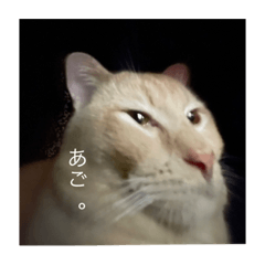 ネギと僕の日常。