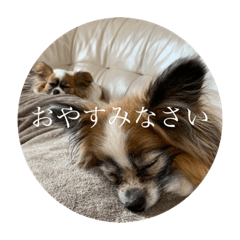 群馬のパピヨン さくすば2