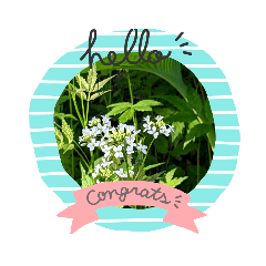 八ヶ岳の花（中村有作）