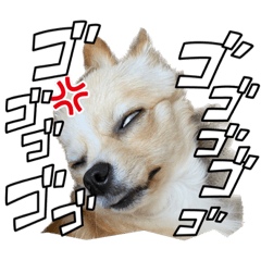 うちの子わんこ2♡