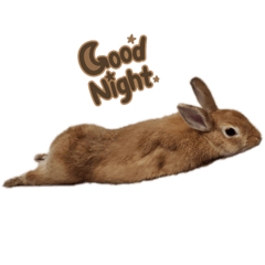 うさぎのりる(2)