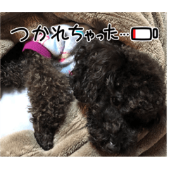 ごえもんワンコ　即レス♡いろいろ使える