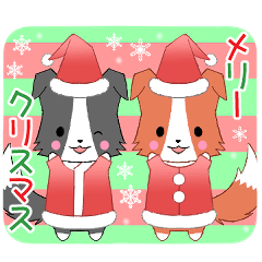 ちびボーダーコリー7【2023冬】