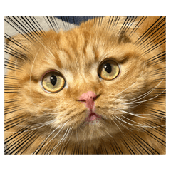 日常会話とらにゃん(&ちょびっとコロ)