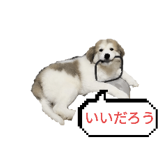 グレートピレニーズのラム