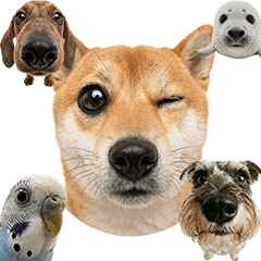 魚眼レンズで撮った動物たち　犬多め