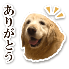 LOVE♡ゴールデンレトリバー