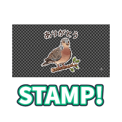 Oriental Turtle Dove wwww