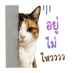 Noel working calico cat