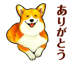 まじめなコーギー