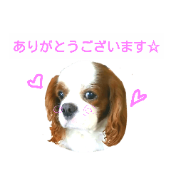 かわいいコリキスタンプ