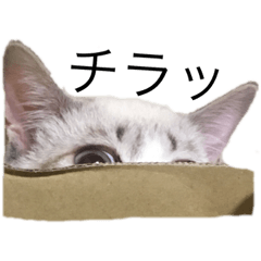 トロンと愉快な犬達