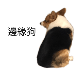 Corgi-(Gangster , Bandit , Kuma)