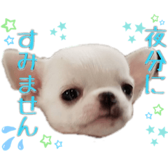 我が家のワンズ ハピネス♡クローバー②