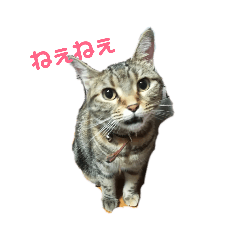 アメショー Amesho