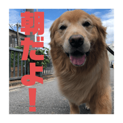 ゴールデンレトリバー(日常言葉)
