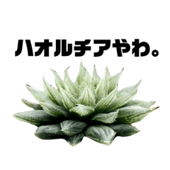 毎日使える！ハオルチアスタンプ