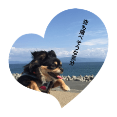 ジジとガナくん　チワワの日常。