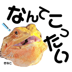 フトアゴヒゲトカゲのきなこ❤②