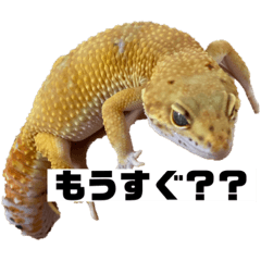 オルショビーン