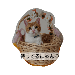猫のリンシャンくん