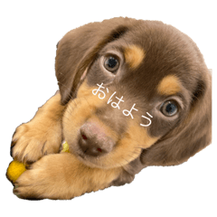 オージービーグルのクーパー君