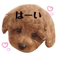 トイプードルのテディちゃん 1