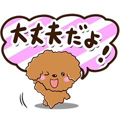 トイプードル【体調気づかい編】