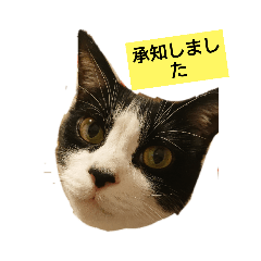 YUKIPのにゃーちゃん