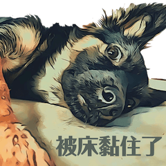 Nanashi the dog