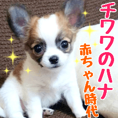 チワワのハナ 赤ちゃん時代
