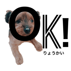 ころころコロちゃん２