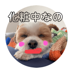 ミックス犬その名もダッフィ6