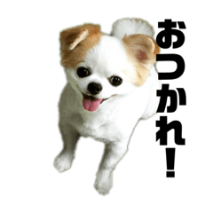 ちわわのティロとチャコ